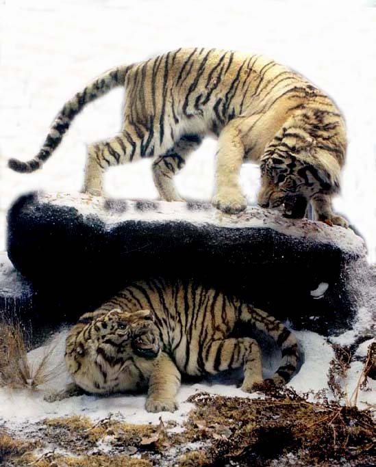 siberiantigers[1].JPG